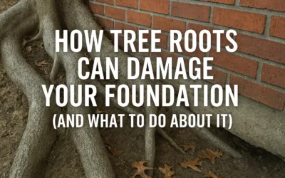 How Tree Roots Can Damage Your Foundation (And What To Do About It)